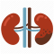 stem cell therapy for Chronic Kidney