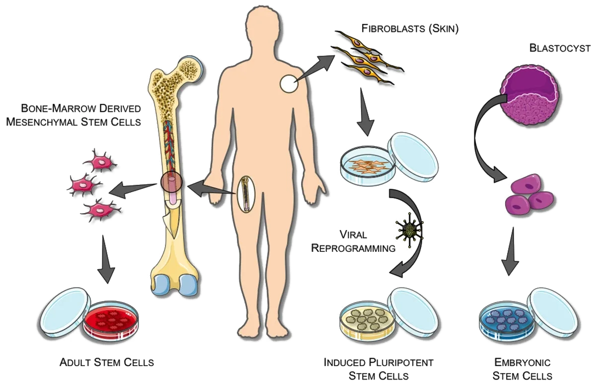 Stem Cell Sources