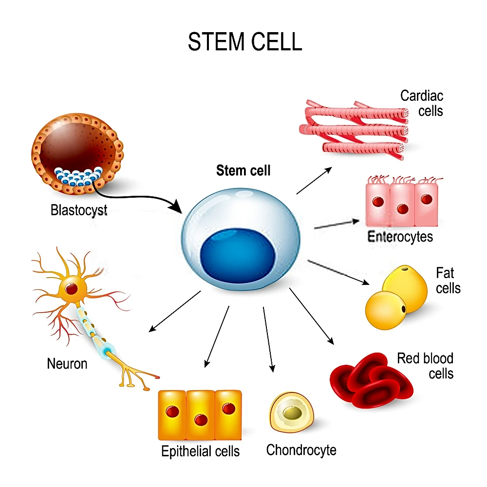 Stem Cell Therapy Application
